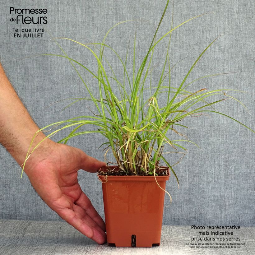 Exemplaar van Miscanthus sinensis Red Chief - Prachtriet Pot van 1,5 l/2 l zoals geleverd in de zomer