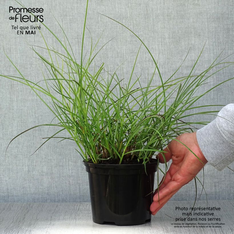 Example of Miscanthus sinensis Red Chief - Prachtriet Pot van 1,5 l/2 l as you get in printemps