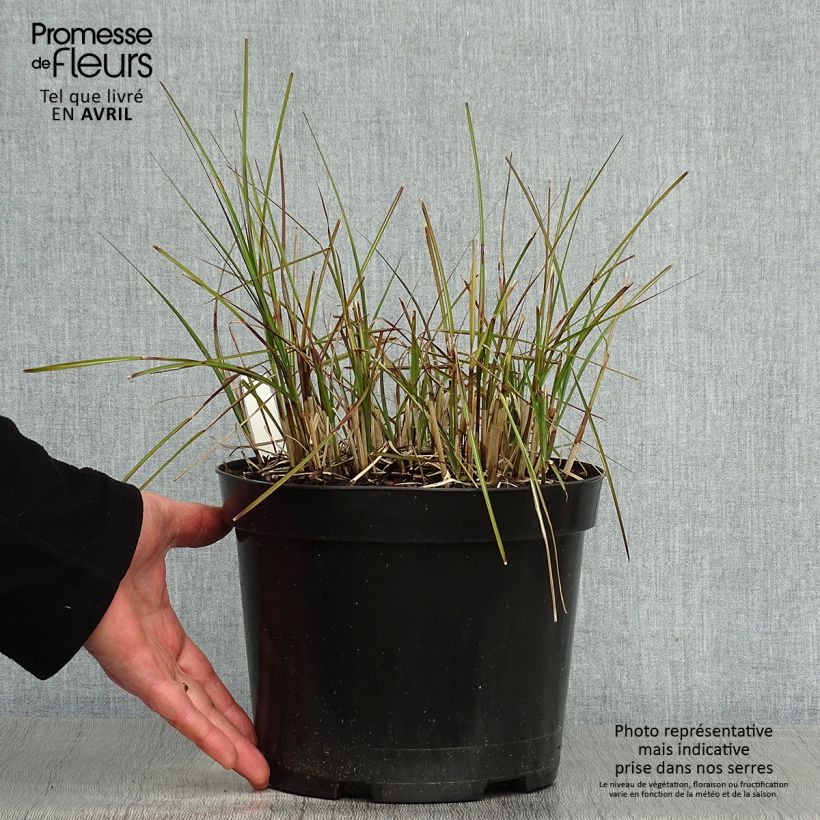 Example of Miscanthus sinensis Red Chief - Prachtriet Pot van 4 l/5 l as you get in printemps