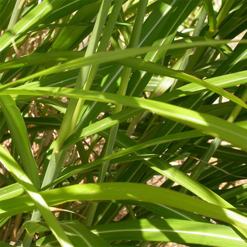 Miscanthus sinensis Roland - Prachtriet (Foliage)