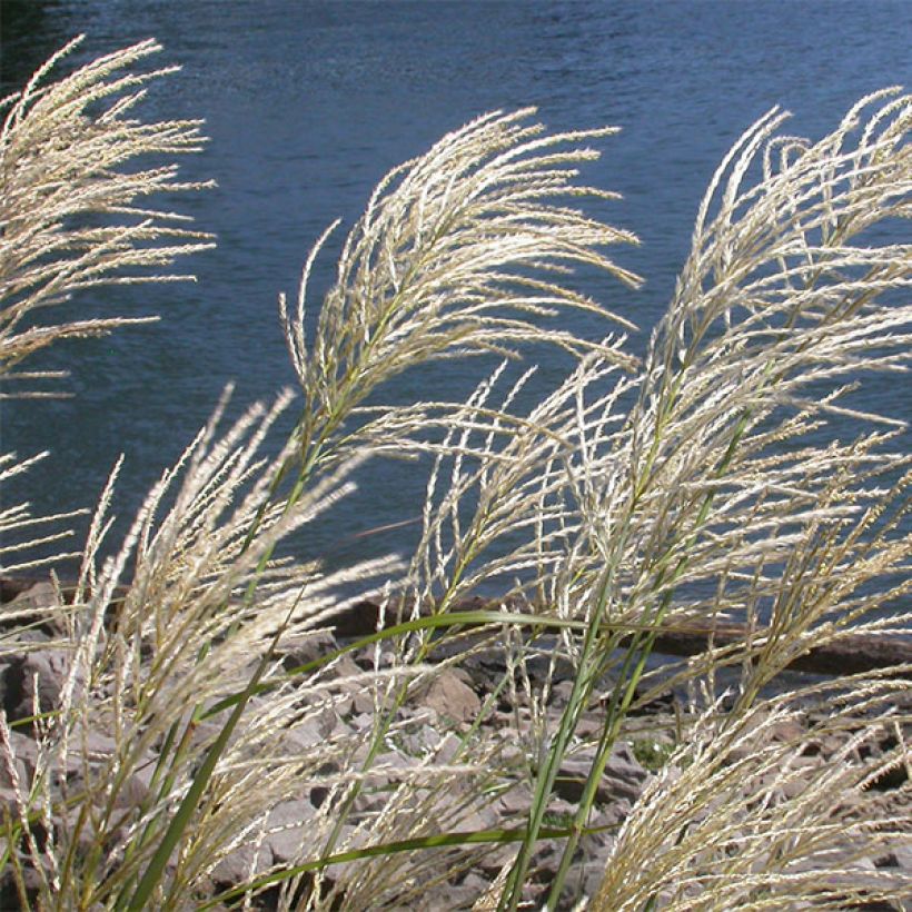 Miscanthus sinensis Roland - Prachtriet (Flowering)