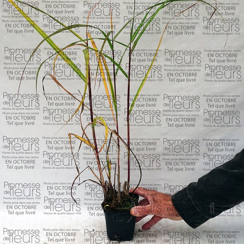 Example of Miscanthus sinensis Roland - Prachtriet Kweekpotje van 8/9 cm as you get