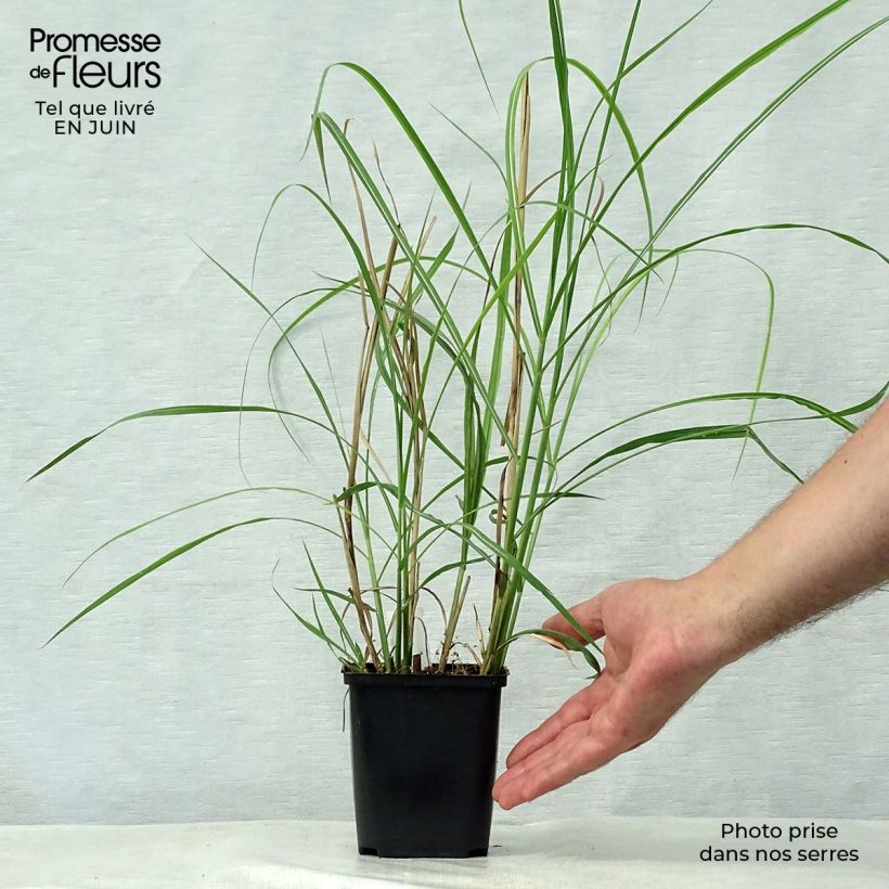 Exemplaar van Miscanthus sinensis Rotsilber - Prachtriet Kweekpotje van 8/9 cm zoals geleverd in de zomer