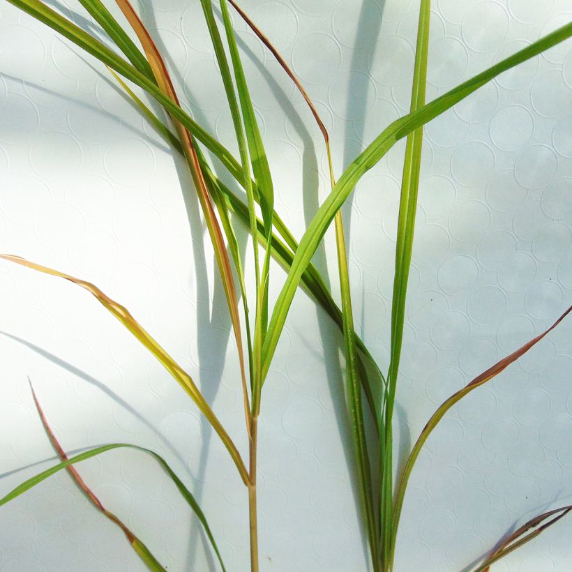Miscanthus sinensis Silberfeder - Prachtriet (Foliage)