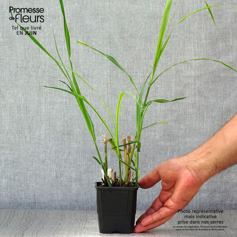 Exemplaar van Miscanthus sinensis Silberfeder - Prachtriet Kweekpotje van 8/9 cm zoals geleverd in de zomer