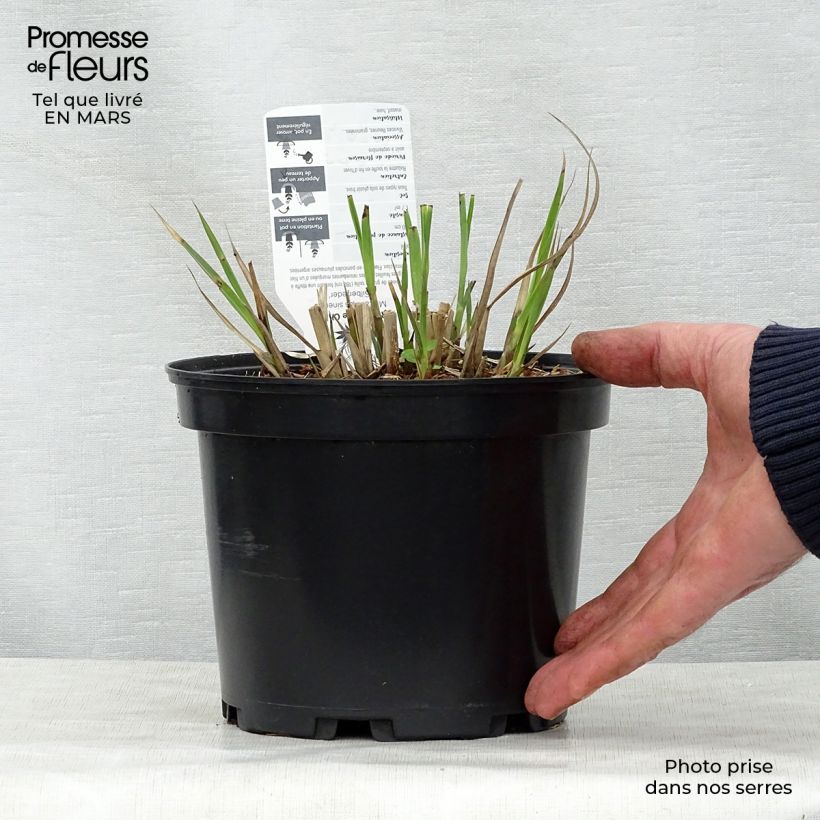 Example of Miscanthus sinensis Silberfeder - Prachtriet Pot van 2 l/3 l as you get in printemps