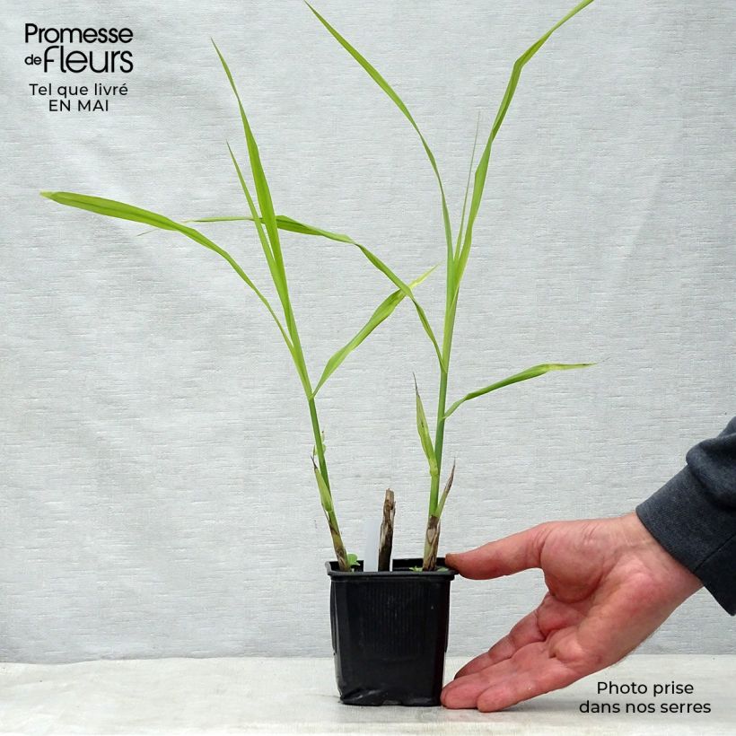 Example of Miscanthus sinensis Silberfeder - Prachtriet Kweekpotje van 8/9 cm as you get in printemps