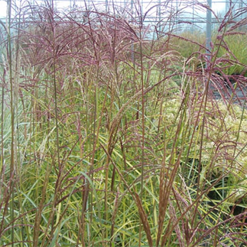 Miscanthus sinensis Silberspinne - Prachtriet (Blad)