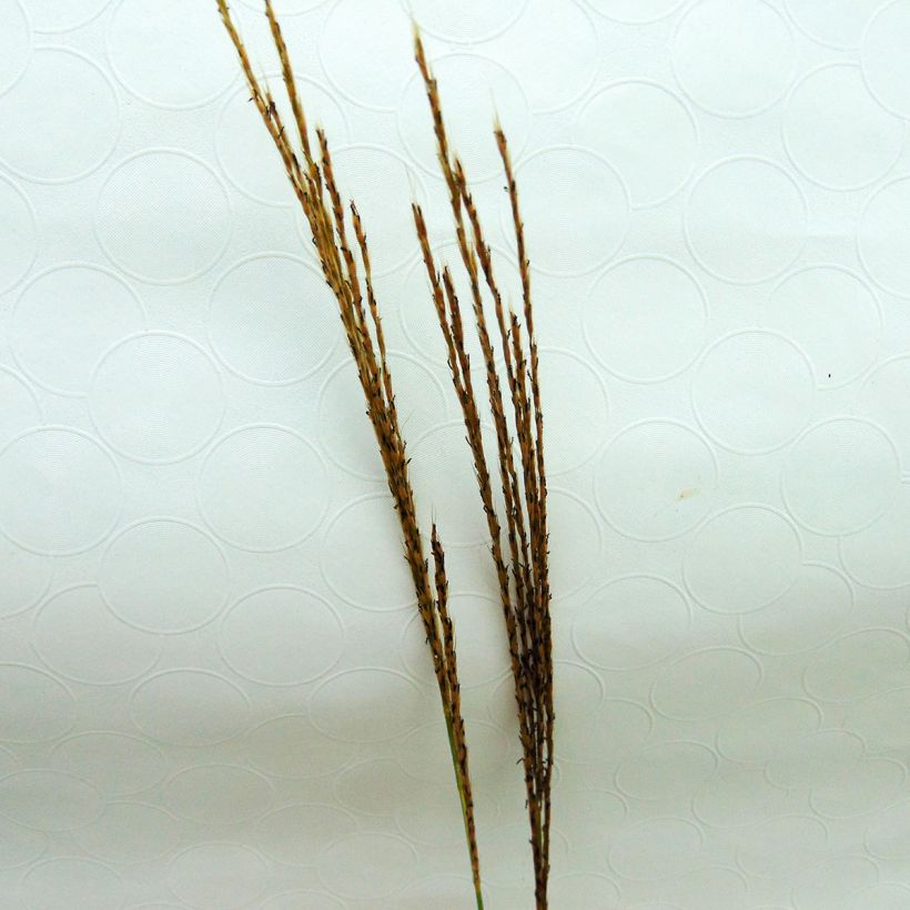 Miscanthus sinensis Silberspinne - Prachtriet (Bloei)