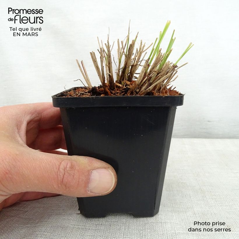 Exemplaar van Miscanthus sinensis Silberspinne - Prachtriet Kweekpotje van 8/9 cm zoals geleverd in de lente