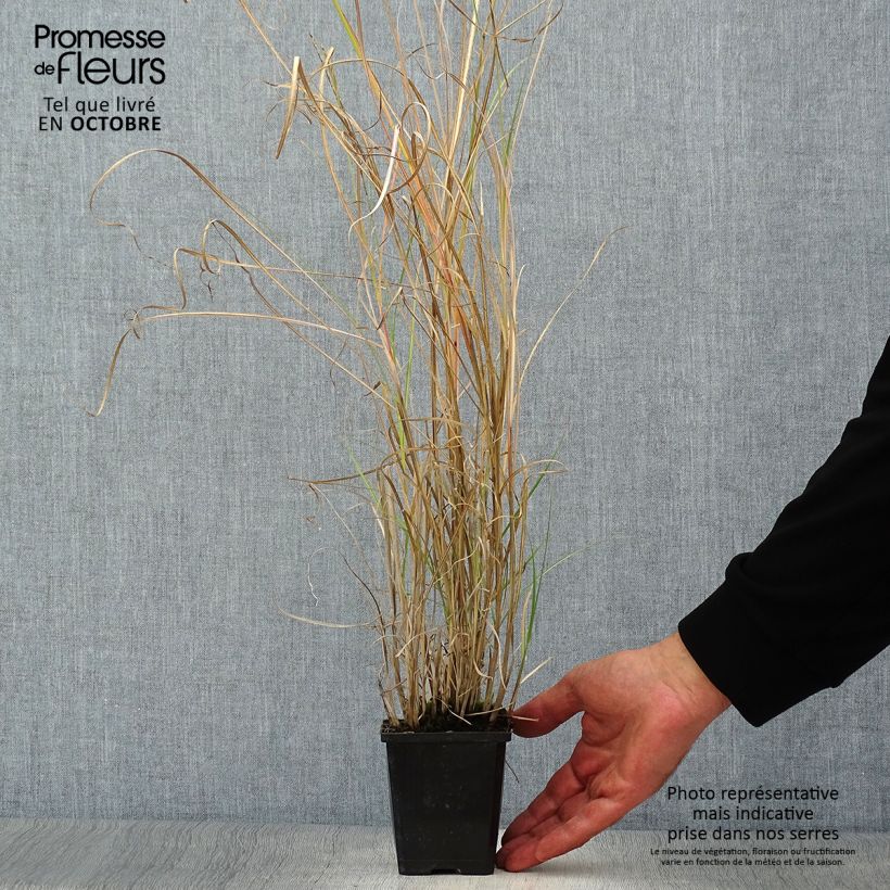 Exemplaar van Miscanthus sinensis Silberspinne - Prachtriet Kweekpotje van 8/9 cm zoals geleverd in de herfst