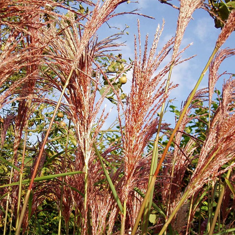 Miscanthus sinensis Sirene - Prachtriet (Blad)