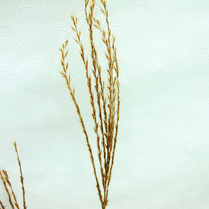 Miscanthus sinensis Sirene - Prachtriet (Bloei)