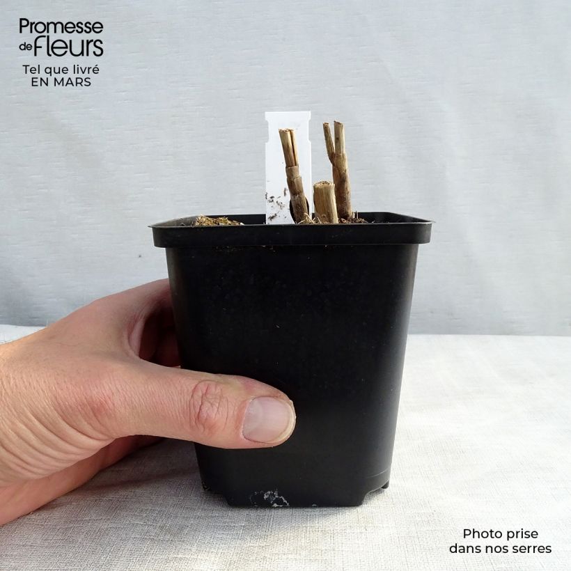 Exemplaar van Miscanthus sinensis Sirene - Prachtriet Kweekpotje van 8/9 cm zoals geleverd in de lente