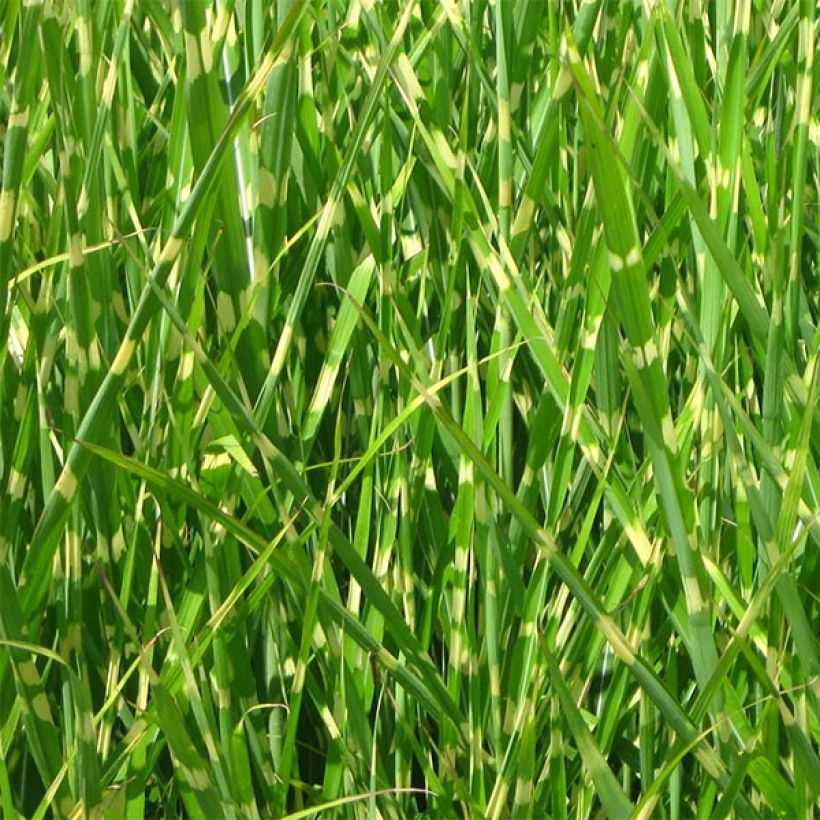 Miscanthus sinensis Strictus - Prachtriet (Foliage)