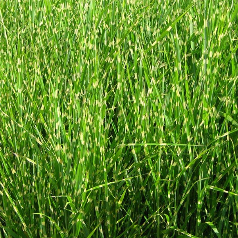 Miscanthus sinensis Strictus - Prachtriet (Plant habit)