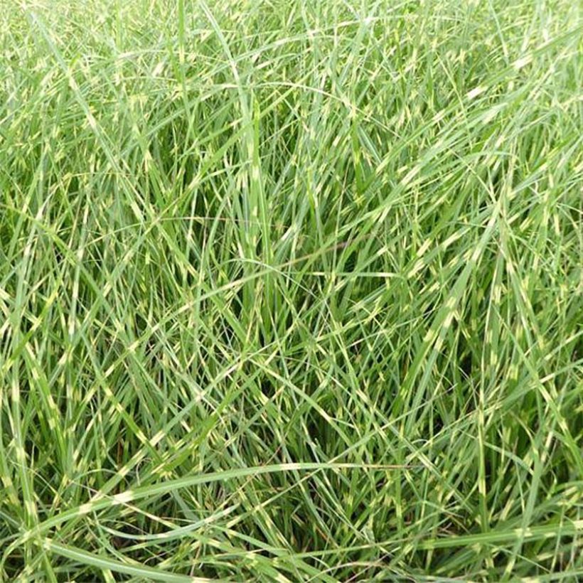 Miscanthus sinensis Strictus Dwarf - Prachtriet (Foliage)
