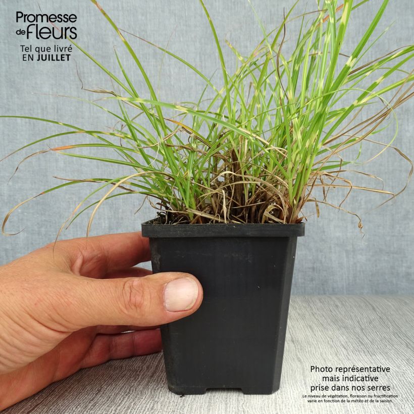 Exemplaar van Miscanthus sinensis Strictus Dwarf - Prachtriet Kweekpotje van 8/9 cm zoals geleverd in de zomer