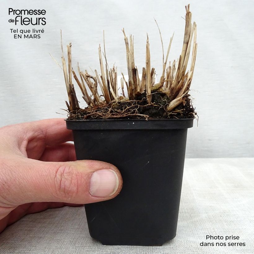 Example of Miscanthus sinensis Strictus Dwarf - Prachtriet Kweekpotje van 8/9 cm as you get in printemps