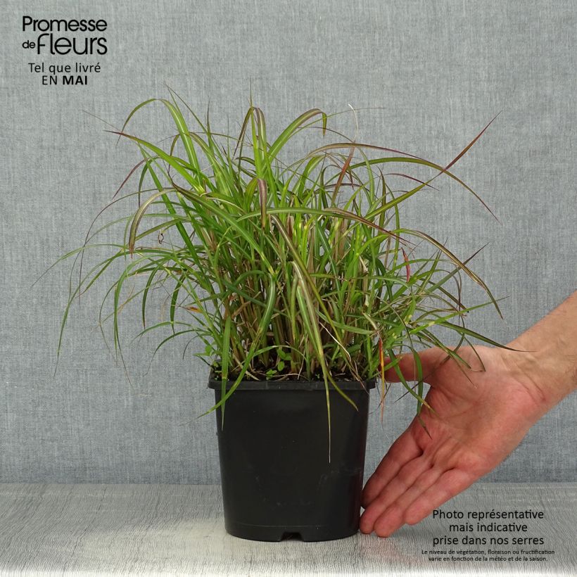 Exemplaar van Miscanthus sinensis Strictus Dwarf - Prachtriet Pot van 2 l/3 l zoals geleverd in de lente