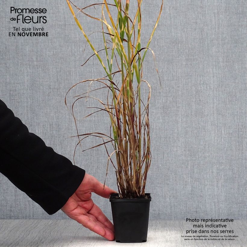 Exemplaar van Miscanthus sinensis Strictus - Prachtriet Kweekpotje van 8/9 cm zoals geleverd in de herfst