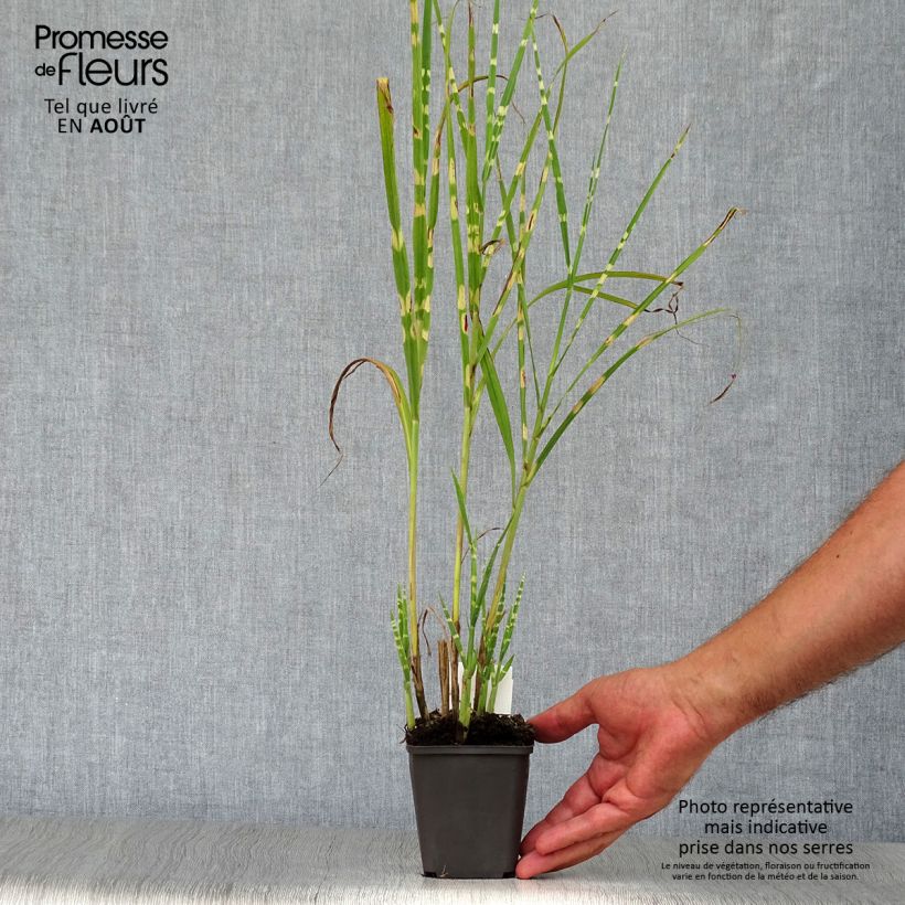 Exemplaar van Miscanthus sinensis Strictus - Prachtriet Kweekpotje van 8/9 cm zoals geleverd in de zomer