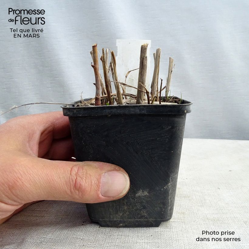 Example of Miscanthus sinensis Strictus - Prachtriet Kweekpotje van 8/9 cm as you get in printemps