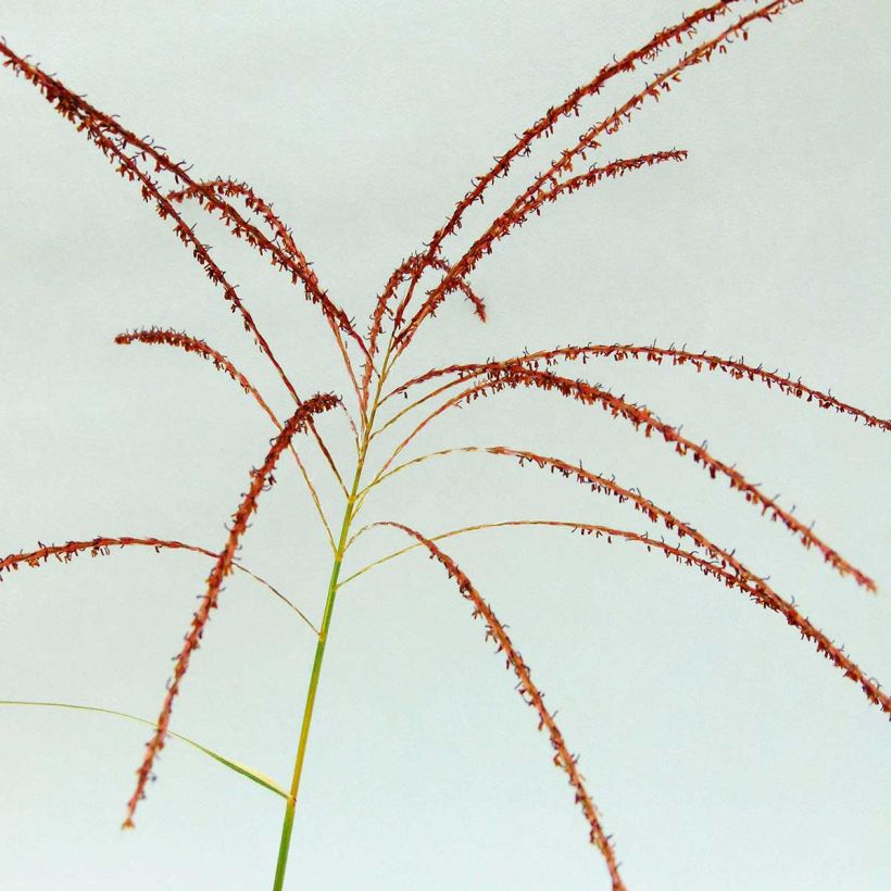 Miscanthus sinensis Variegatus - Prachtriet (Bloei)