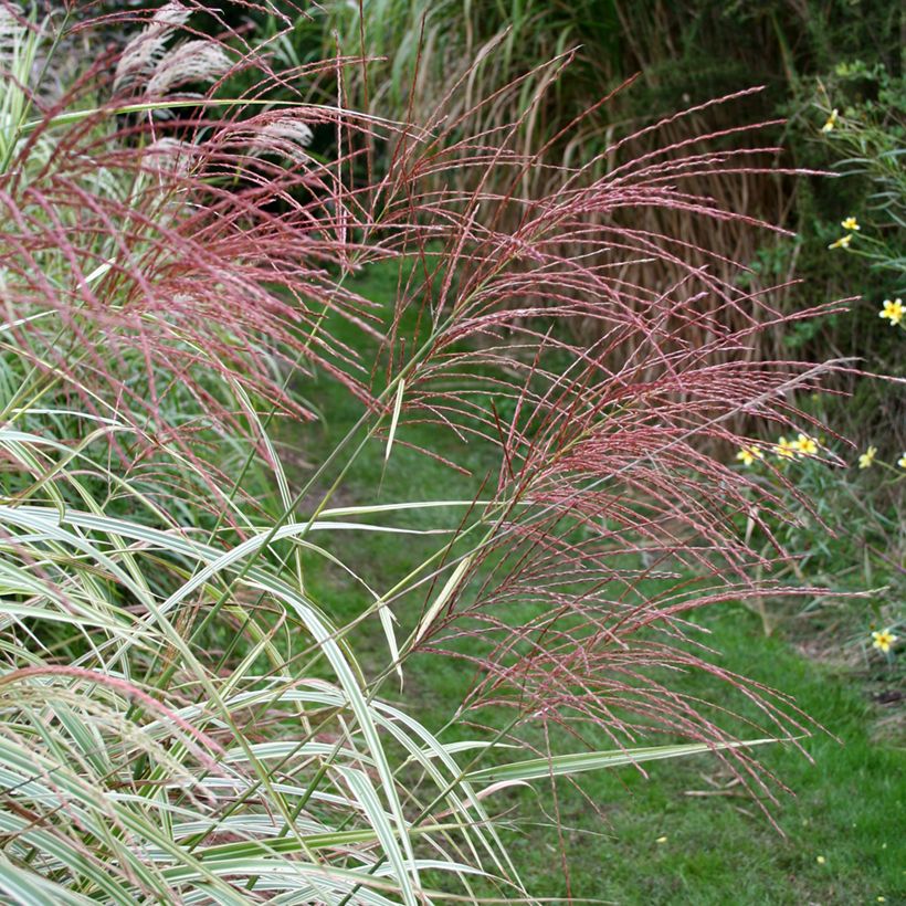 Miscanthus sinensis Variegatus - Prachtriet (Bloei)