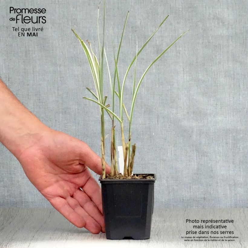 Exemplaar van Miscanthus sinensis Variegatus - Prachtriet Kweekpotje van 8/9 cm zoals geleverd in de lente