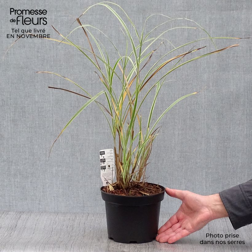Exemplaar van Miscanthus sinensis Variegatus - Prachtriet Pot van 2 l/3 l zoals geleverd in de herfst