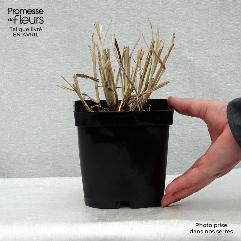 Exemplaar van Miscanthus sinensis Variegatus - Prachtriet Pot van 2 l/3 l zoals geleverd in de lente