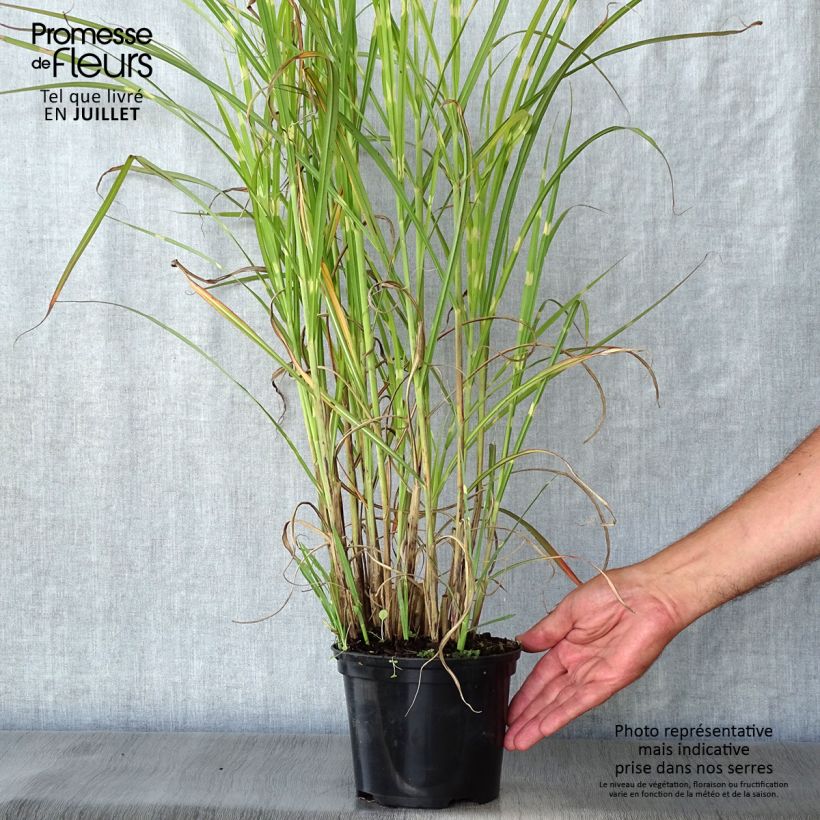 Exemplaar van Miscanthus sinensis Zebrinus - Prachtriet Pot van 2 l/3 l zoals geleverd in de zomer