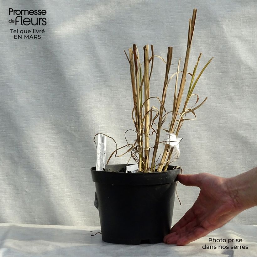 Example of Miscanthus sinensis Zebrinus - Prachtriet Pot van 2 l/3 l as you get in printemps