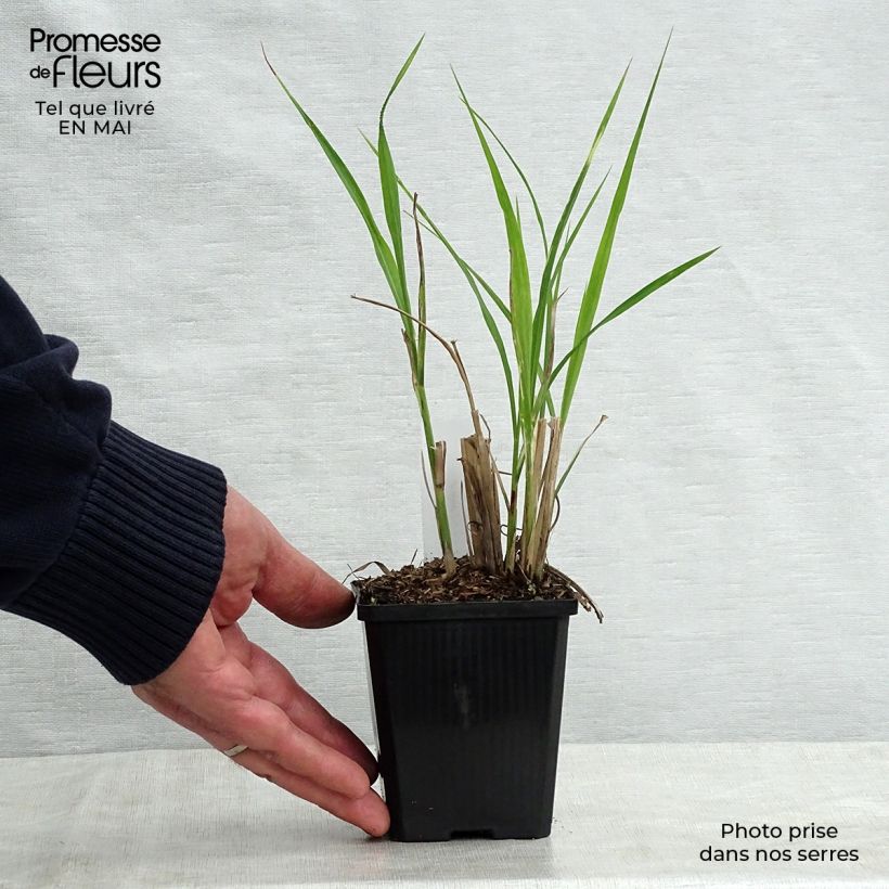 Example of Miscanthus sinensis Zebrinus - Prachtriet Kweekpotje van 8/9 cm as you get in printemps