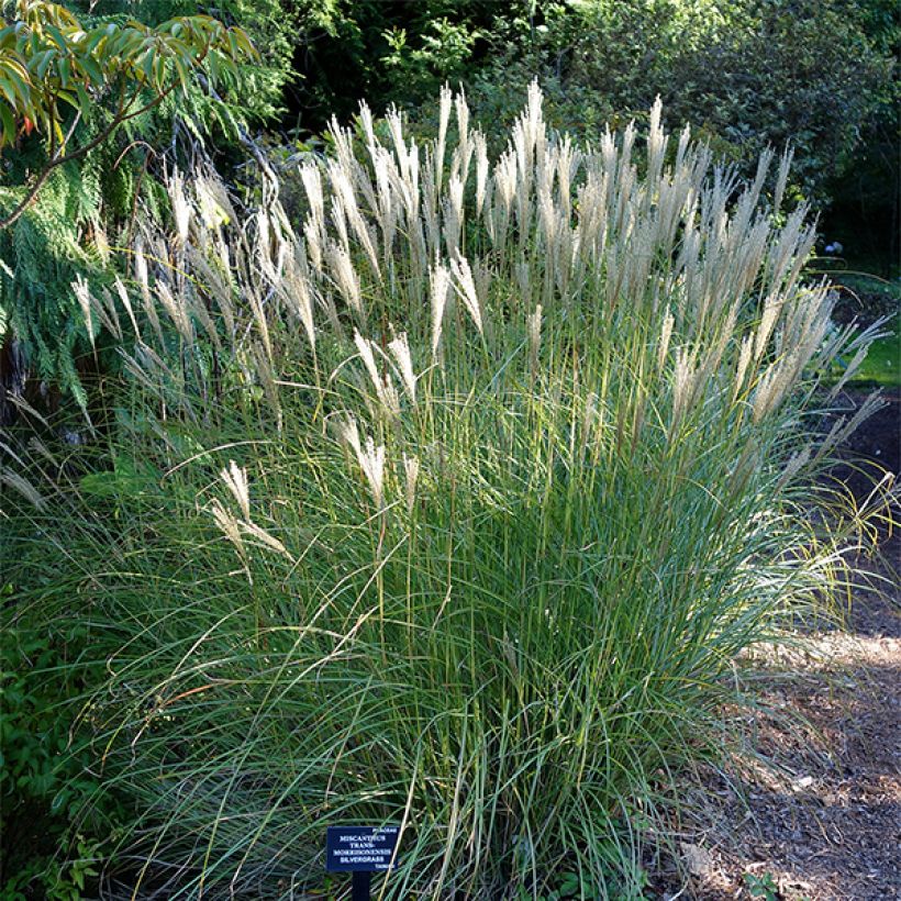 Miscanthus transmorrisonensis - Prachtriet (Plant habit)