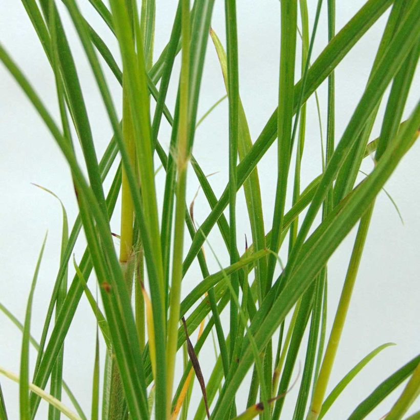 Miscanthus transmorrisonensis - Prachtriet (Foliage)