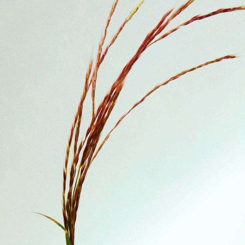 Miscanthus transmorrisonensis - Prachtriet (Flowering)