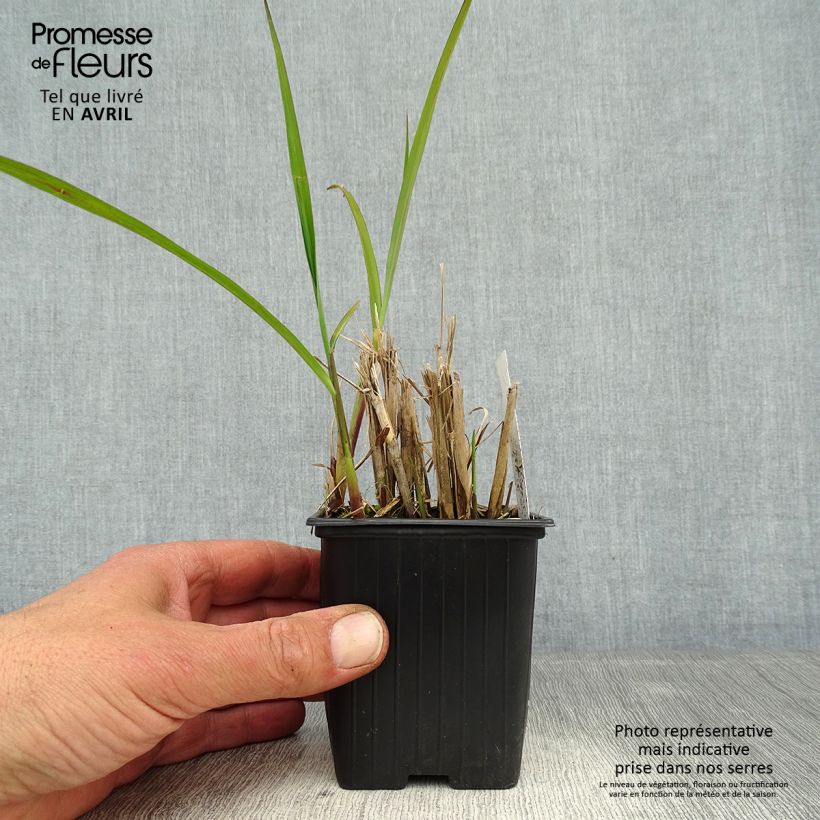 Example of Miscanthus transmorrisonensis - Prachtriet Kweekpotje van 8/9 cm as you get in printemps