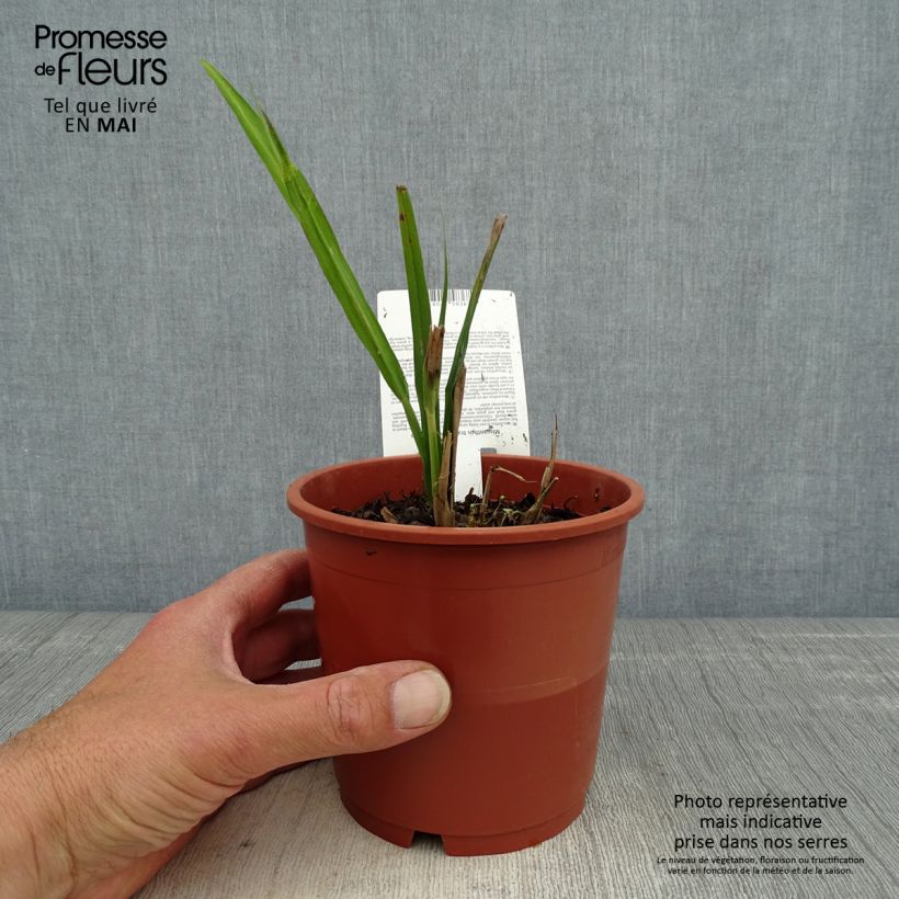 Example of Miscanthus transmorrisonensis - Prachtriet Pot van 1 l/1,5 l as you get in printemps