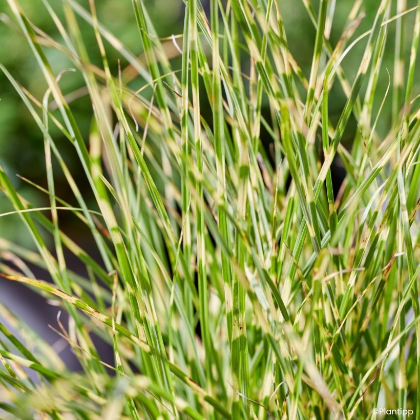 Miscanthus sinensis Little Tiger - Prachtriet (Blad)