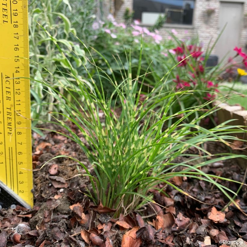 Miscanthus sinensis Little Tiger - Prachtriet (Groeiplaats)