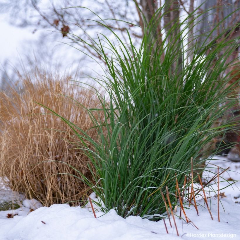 Miscanthus Miscanvert - Prachtriet (Blad)