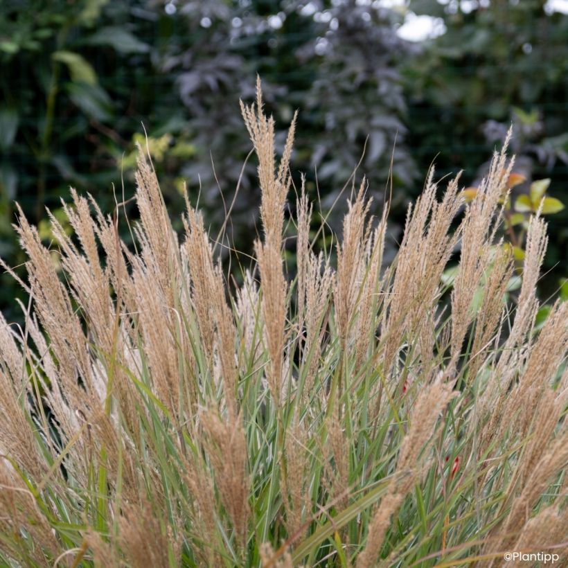 Miscanthus sinensis Missmini - Prachtriet (Bloei)