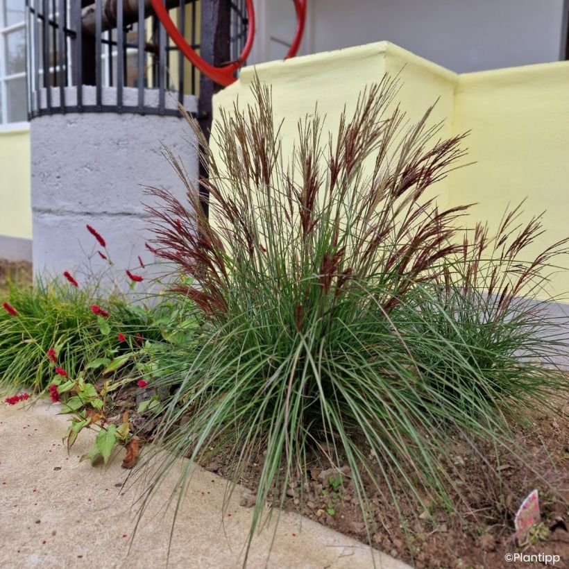 Miscanthus sinensis Missmini - Prachtriet (Groeiplaats)
