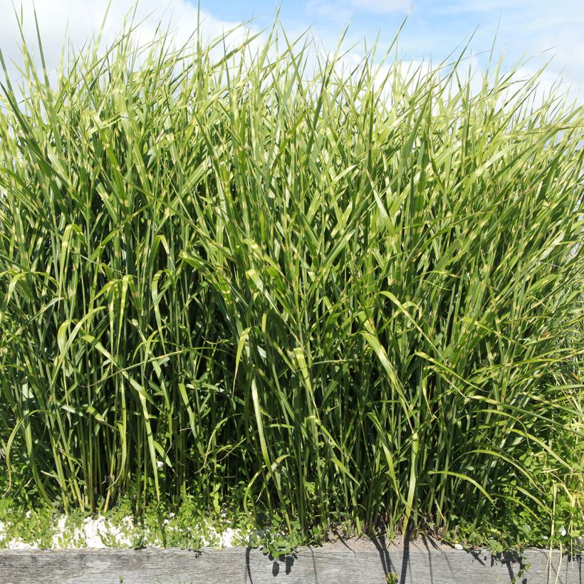 Miscanthus sinensis Giraffe - Prachtriet (Groeiplaats)