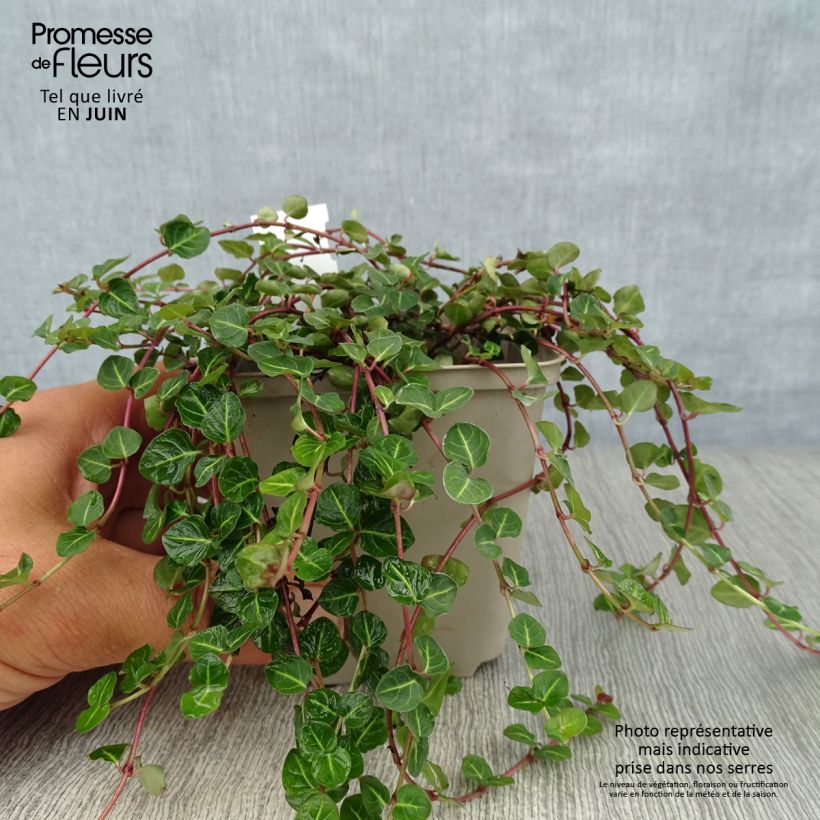 Exemplaar van Mitchella repens - Patrijsbes Kweekpotje van 8/9 cm zoals geleverd in de zomer