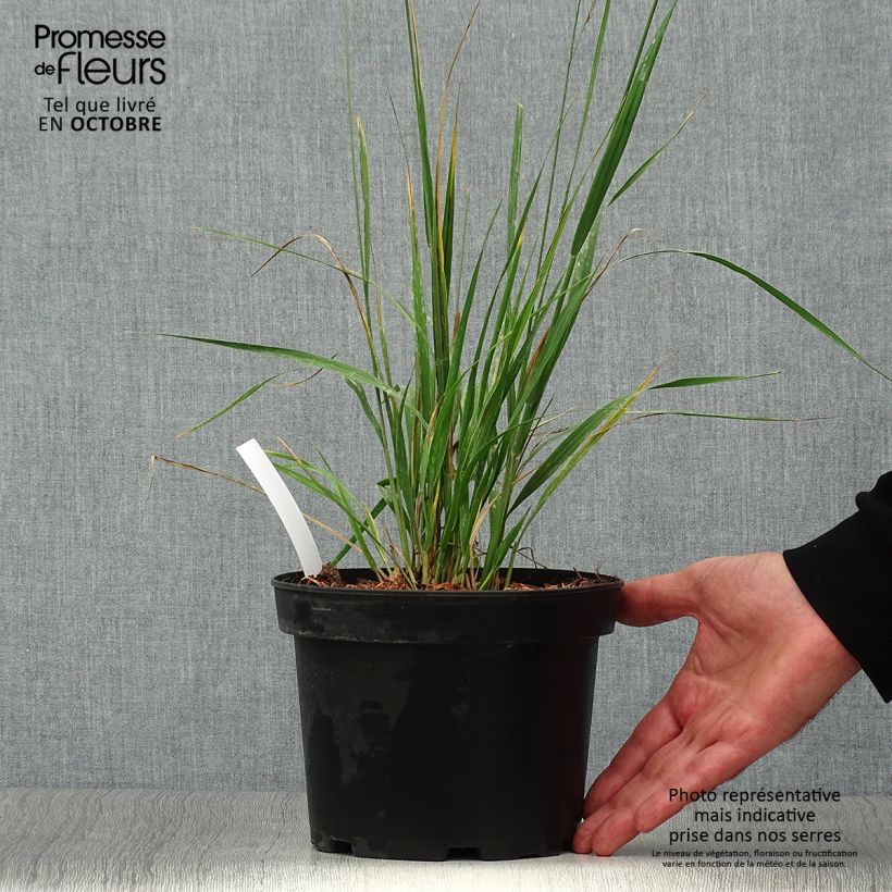 Exemplaar van Molinia arundinacea Karl Foerster - Pijpenstrootje Pot van 2 l/3 l zoals geleverd in de herfst