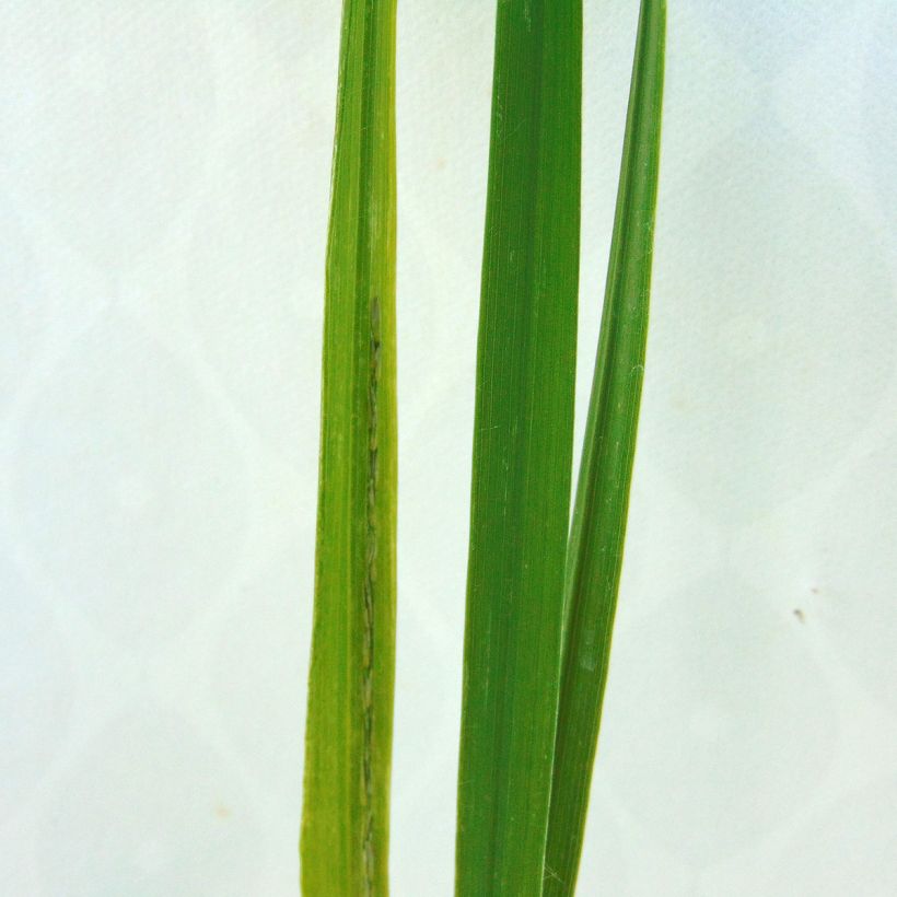 Molinia arundinacea Windsaule - Pijpenstrootje (Blad)