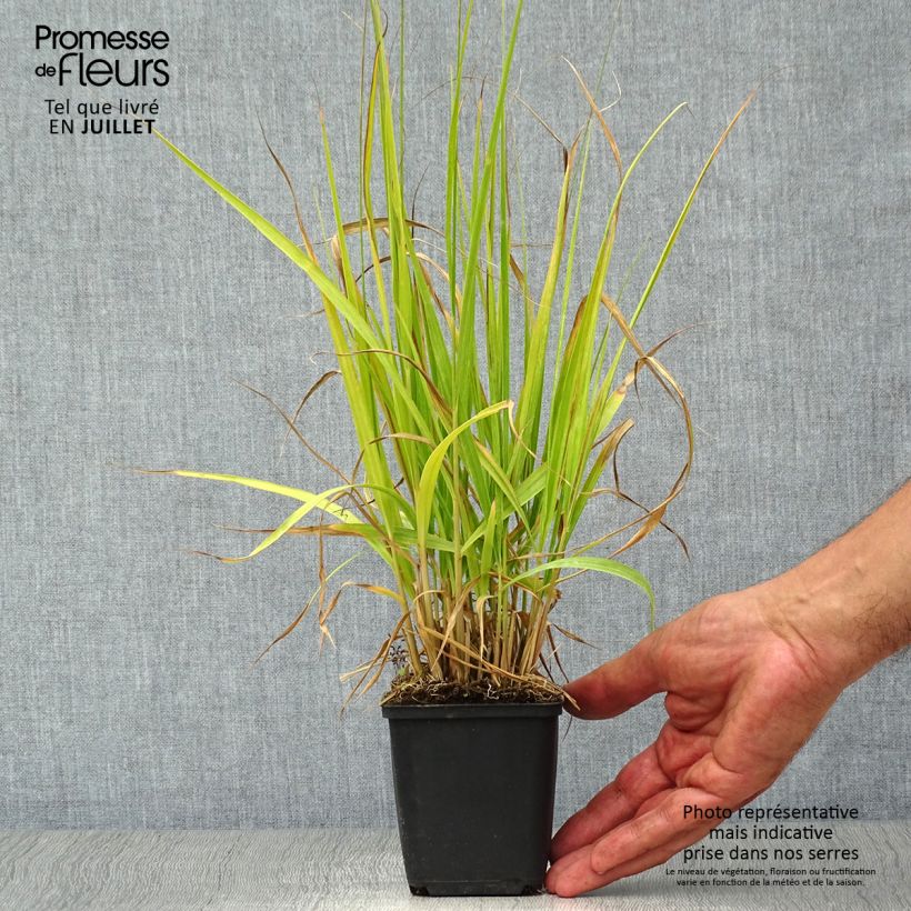 Exemplaar van Molinia arundinacea Windsaule - Pijpenstrootje Kweekpotje van 8/9 cm zoals geleverd in de zomer